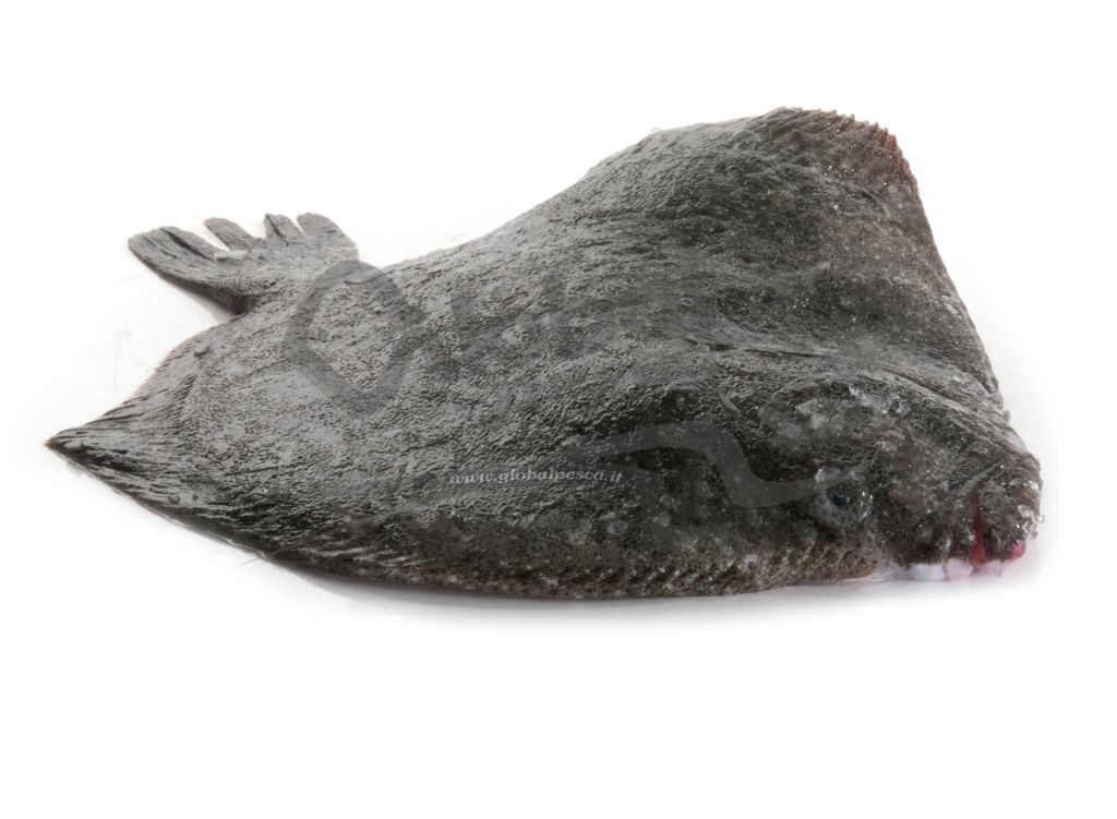 ROMBO CHIODATO 1000/1500 ALLEVATO FR