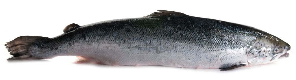 SALMONE EVISCERATO 3/4 FR