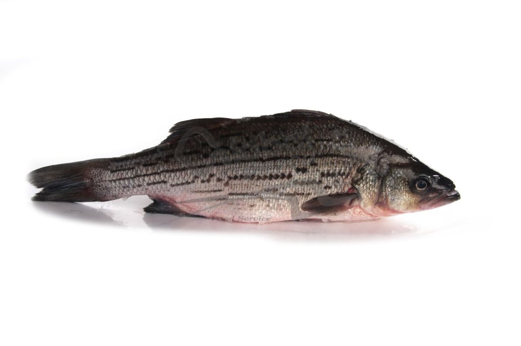 PERSICO SPIGOLA 600/800 FR