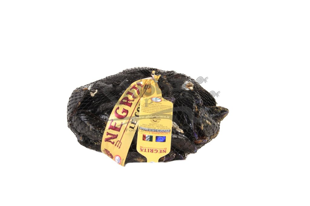 COZZA NOTTE SAPORI D' ITALIA FR